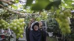 Kreatif! Lahan Sempit di Depok Disulap Jadi Kebun Anggur