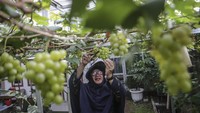 Pembudidaya anggur Ita Repelita merawat tanaman anggur di kawasan Depok, Jawa Barat, Kamis (14/12/2023).