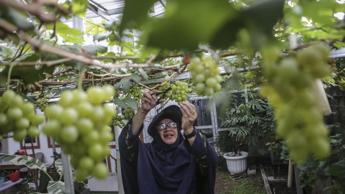 Pembudidaya anggur Ita Repelita merawat tanaman anggur di kawasan Depok, Jawa Barat, Kamis (14/12/2023). Ita Repelita berinisiatif untuk memanfaatkan lahan sempit di permukiman untuk membudidayakan anggur serta menjual bibit anggur dengan harga Rp150 ribu ke berbagai kota di Indonesia. ANTARA FOTO/Erlangga Bregas Prakoso/sgd/foc.