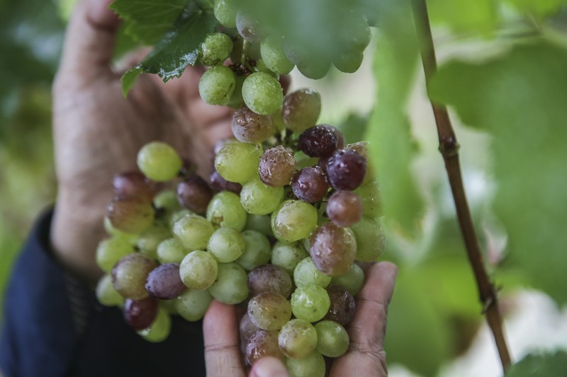 Pembudidaya anggur Ita Repelita merawat tanaman anggur di kawasan Depok, Jawa Barat, Kamis (14/12/2023). Ita Repelita berinisiatif untuk memanfaatkan lahan sempit di permukiman untuk membudidayakan anggur serta menjual bibit anggur dengan harga Rp150 ribu ke berbagai kota di Indonesia. ANTARA FOTO/Erlangga Bregas Prakoso/sgd/foc.