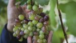 Kreatif! Lahan Sempit di Depok Disulap Jadi Kebun Anggur