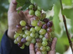 Fakta Unik Vatikan, Negara Terkecil dan Tak Punya Penjara