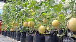 Melihat Perawatan hingga Panen Melon Sultan di Pangandaran