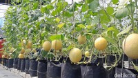 Tamaman Melon bernama Green House Pondok Pesantren Babakan Jamanis Pangandaran ini ada sejak tahun 2021. Foto: Aldi Nur Fadillah/detikJabar