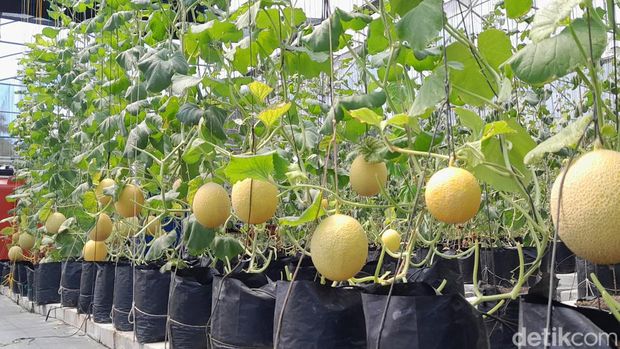 Melon Sultan Pangandaran