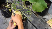 Santri yang sedang melakukan pemetikan melon. Omzet kebun melon ini mencapai Rp 40-45 juta setiap kali panen. Foto: Aldi Nur Fadillah/detikJabar