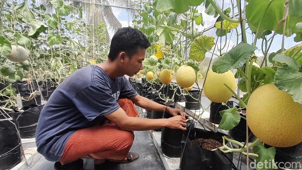 Melon Sultan Pangandaran
