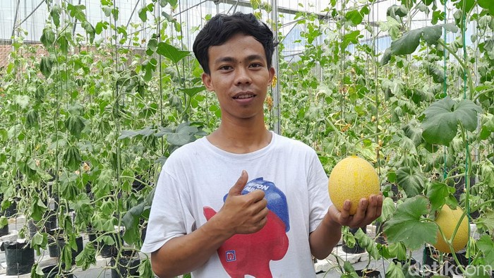 Melon Sultan Pangandaran