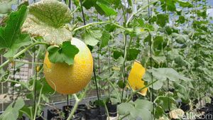 Melihat Perawatan hingga Panen Melon Sultan di Pangandaran