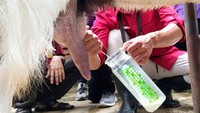 Traveler kemudian akan diajak ke peternakan kambing ras Kaligesing. Tak hanya melihat, peserta juga bisa memerah susu dari induk kambing dan langsung meminumnya. (dok. GenPI Purworejo)