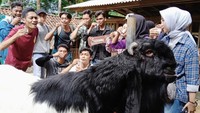 Rasa susu kambing ternyata enak juga. Selain bisa minum susu kambing, traveler juga akan diajak menyicipi buah durian. Kawasan Kaligesing memang dikenal sebagai sentra buah durian. (dok. GenPI Purworejo)