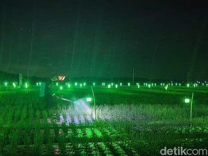 Nyala Hijau Lampu Buang Bimbang Petani Bawang Merah