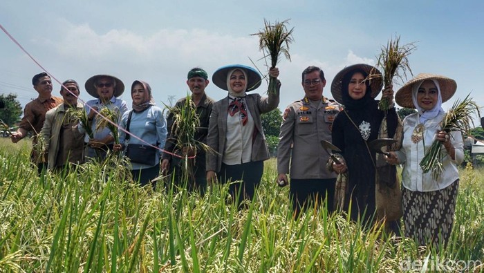 Petani saat memanen padi dengan metode Salibu di Banjaran, Kabupaten Bandung
