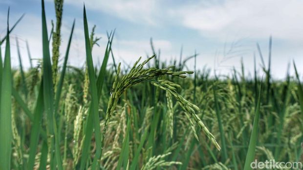 Petani saat memanen padi dengan metode Salibu di Banjaran, Kabupaten Bandung