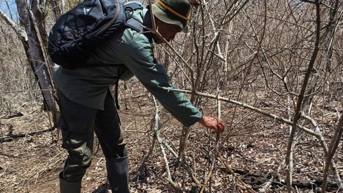 Petugas melakukan patroli rutin di kawasan hutan Taman Nasional Bali Barat (TNBB), beberapa waktu lalu. (Foto: Dok. Polhut TNBN)