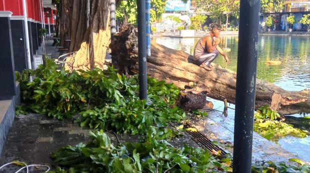 Pohon gayam tua di Umbul Ponggok, Klaten ambruk, Jumat (15/12/2023).