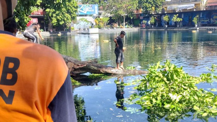 Pohon gayam tua di Umbul Ponggok, Klaten ambruk, Jumat (15/12/2023).