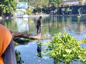 Bruk! Pohon Gayam Usia 100-an Tahun di Umbul Ponggok Ambruk
