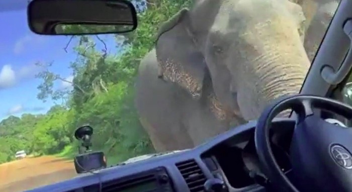 Turis dirampok gajah