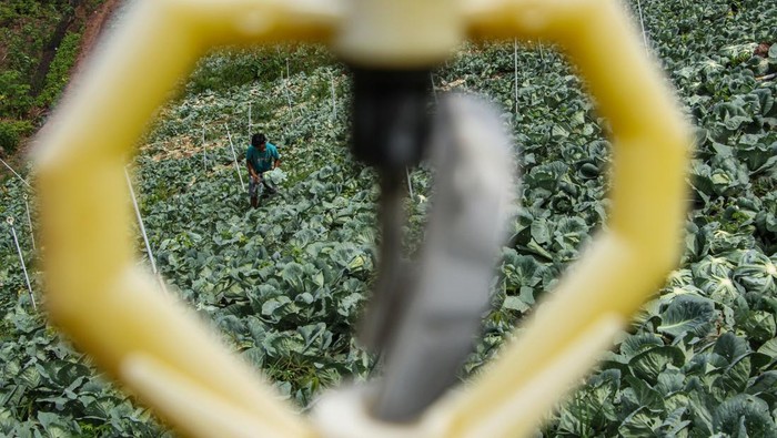 Petani memanen kubis di Kecamatan Alla, Kabupaten Enrekang, Sulawesi Selatan, Sabtu (16/12/2023). Badan Pusat Statistik (BPS) melalui Sensus Pertanian 2023 (ST2023) mencatat jumlah usaha pertanian perorangan (UTP) pada subsektor tanaman pangan mencapai 15,77 juta unit atau 53,75 persen dari total jumlah UTP sebanyak 29,34 juta unit.  ANTARA FOTO/Arnas Padda/nz