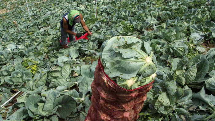 Jumlah usaha pertanian subsektor tanaman pangan Petani memanen kubis di Kecamatan Alla, Kabupaten Enrekang, Sulawesi Selatan, Sabtu (16/12/2023). Badan Pusat Statistik (BPS) melalui Sensus Pertanian 2023 (ST2023) mencatat jumlah usaha pertanian perorangan (UTP) pada subsektor tanaman pangan mencapai 15,77 juta unit atau 53,75 persen dari total jumlah UTP sebanyak 29,34 juta unit. ANTARA FOTO/Arnas Padda/nz