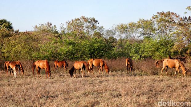 Eksotisme Bukit Warinding. Sumba, NTT tak bisa dipungkiri lagi oleh wisatawan lokal ataupun mancanegara. Tak heran hal itu dimanfaatkan baik oleh warga sekitar khususnya anak-anak untuk mencari cuan.