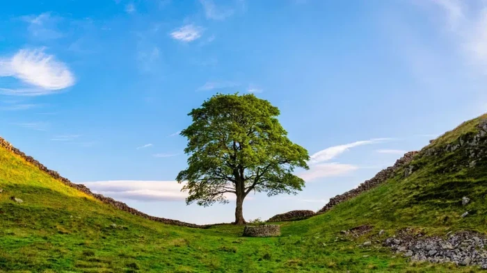 Pohon Sycamore Gap di film Robin Hood