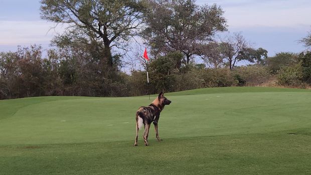 Skukuza Golf Club di Taman Nasional Kruger