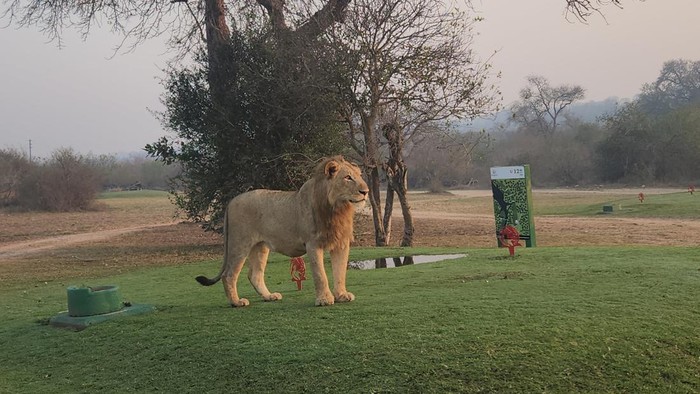 Skukuza Golf Club di Taman Nasional Kruger