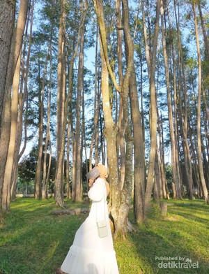 Begitu Teduh Hutan Pinus Senggarang Agung Kerinci