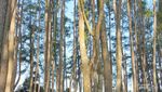 Begitu Teduh Hutan Pinus Senggarang Agung Kerinci