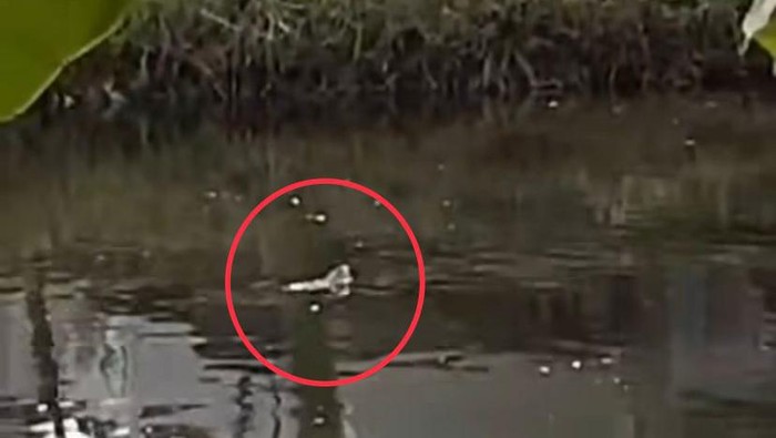 Buaya muncul di Kanal Batua Raya Makassar