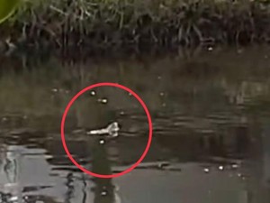 Heboh Buaya Muncul di Kanal Batua Raya Makassar, Damkar Turun Tangan