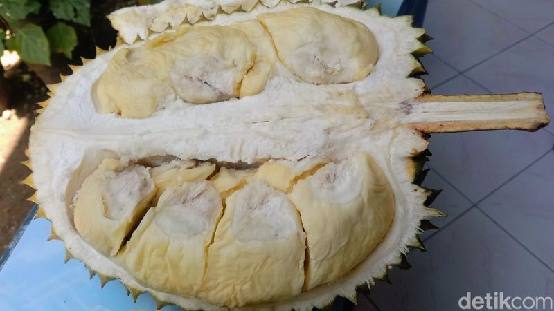 Durian 'Basar' dari Hulosubo, Kecamatan Kaligesing, Purworejo.  Foto diambil Minggu (17/12/2023).