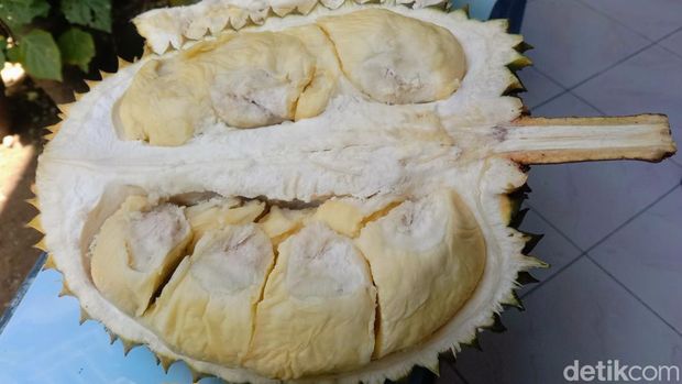 Durian 'Basar' dari Hulosubo, Kecamatan Kaligesing, Purworejo. Foto diambil Minggu (17/12/2023).