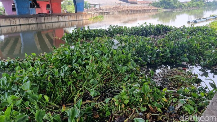 Eceng gondok di sungai Brantas Gunung Sari, Surabaya.