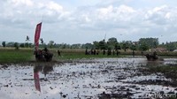 Karapan kerbau ini diikuti oleh 55 peserta dari 5 kecamatan di kabupaten Lumajang. Yakni kecamatan Padang, Sukodono, Randu Agung, Jatiroto, dan Rowokangkung.