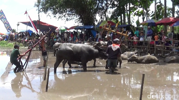 Karapan kerbau di Lumajang.