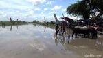 Serunya Karapan Kerbau di Lumajang