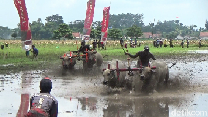 Karapan kerbau di Lumajang.