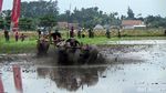 Serunya Karapan Kerbau di Lumajang