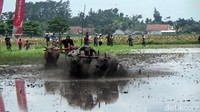 Sepasang kerbau yang berhasil sampai lebih dulu di garis finis akan dinyatakan jadi pemenangnya.