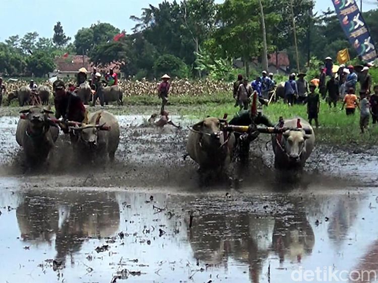Serunya Karapan Kerbau di Lumajang