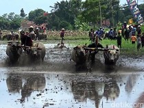 Serunya Karapan Kerbau di Lumajang