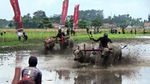 Serunya Karapan Kerbau di Lumajang