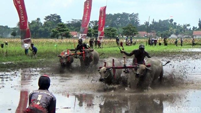 Karapan Kerbau di Lumjang Tradisi balapan kerbau atau karapan kerbau digelar di areal persawahan Desa Dawuhan Wetan, Kecamatan Rowokangkung, Lumajang jelang penanaman padi, Minggu (17/12/2023).