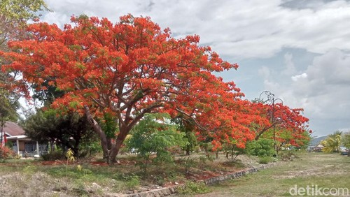 Pohon desember di sepanjang garis Pantai Kebis, Kelurahan Sandominggo, Flores Timur, Nusa Tenggara Timur (NTT), Minggu (17/12/2023). (Yurgo Purab/detikBali)