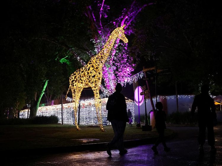 Kebun Binatang Johannerburg Bersolek Jelang Natal