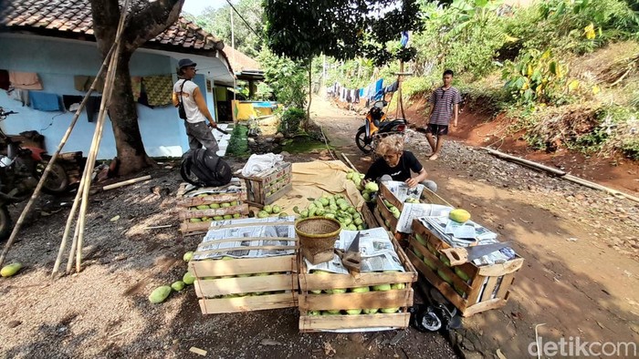 Bandar buah mangga di Desa Pamulihan, Kecamatan Situraja, Kabupaten Sumedang sedang mengemas buah mangga untuk dikirim ke pasar.