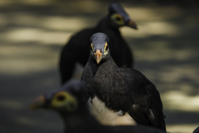 burung maleo